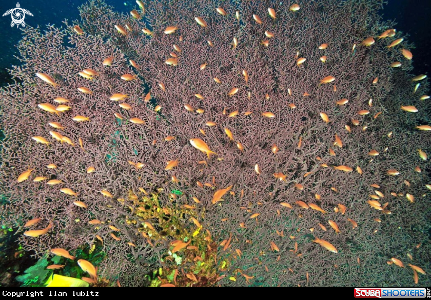 A Gorgonian