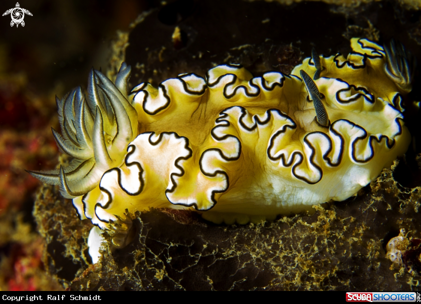 A Nudibranch