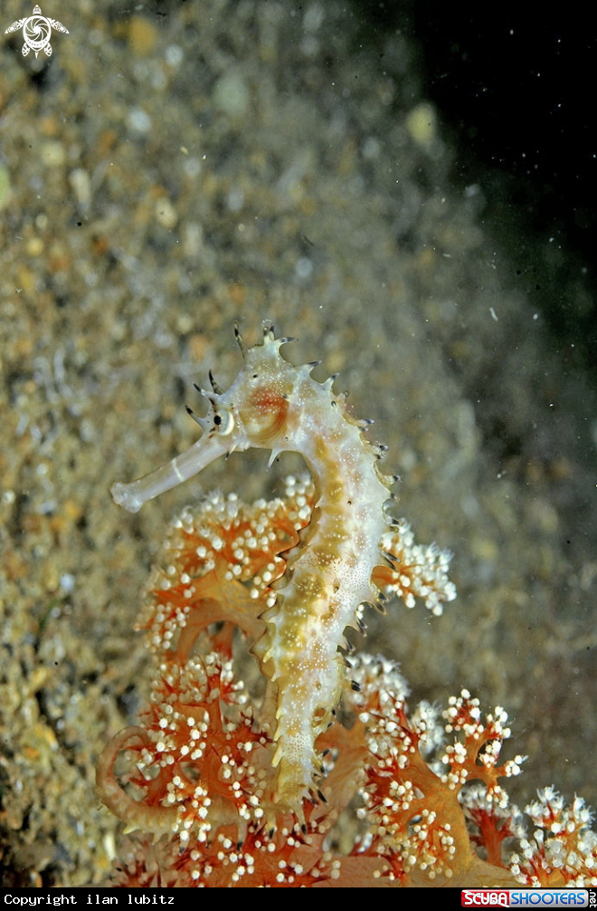 A sea horse