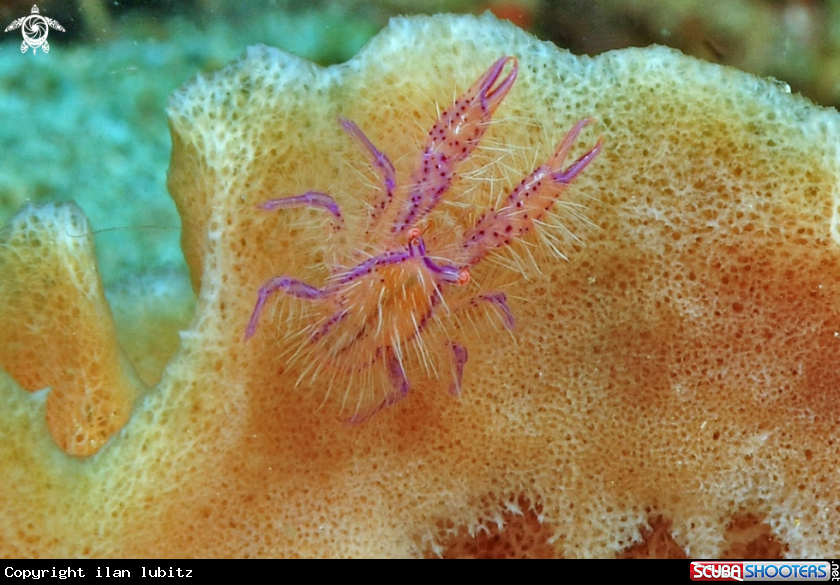 A Squat lobster