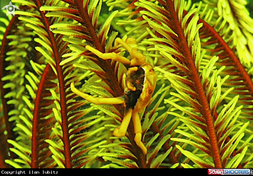 A Crinoid Squat Lobster 