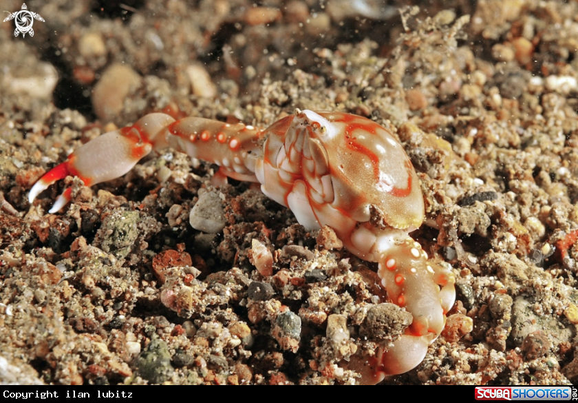 A porcelain crab