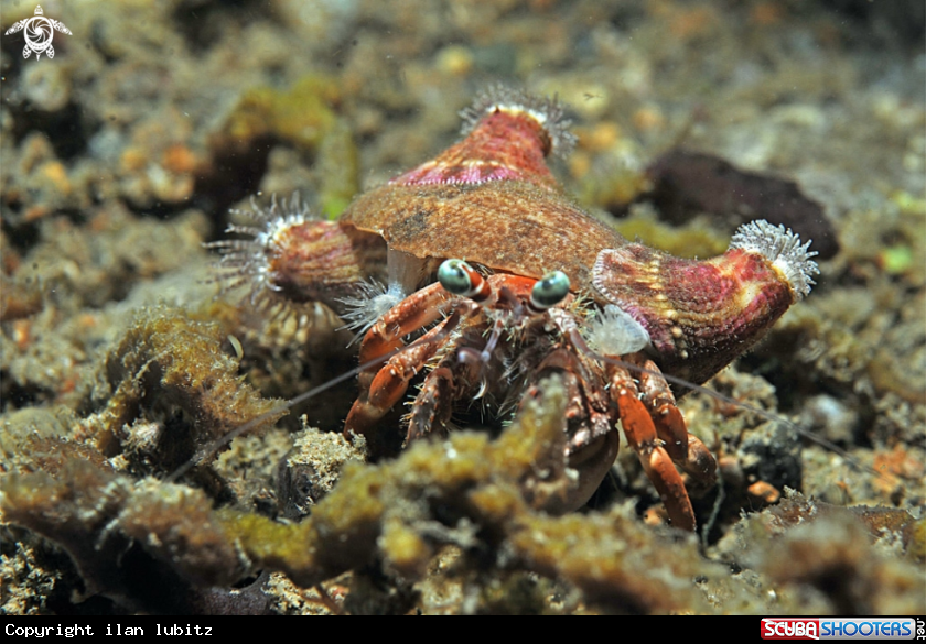 A hermit crab