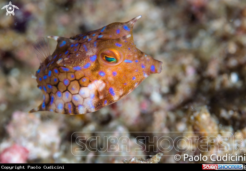 A Cowfish