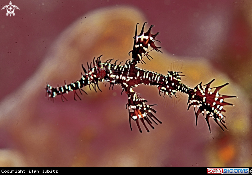 A ghost pipefish