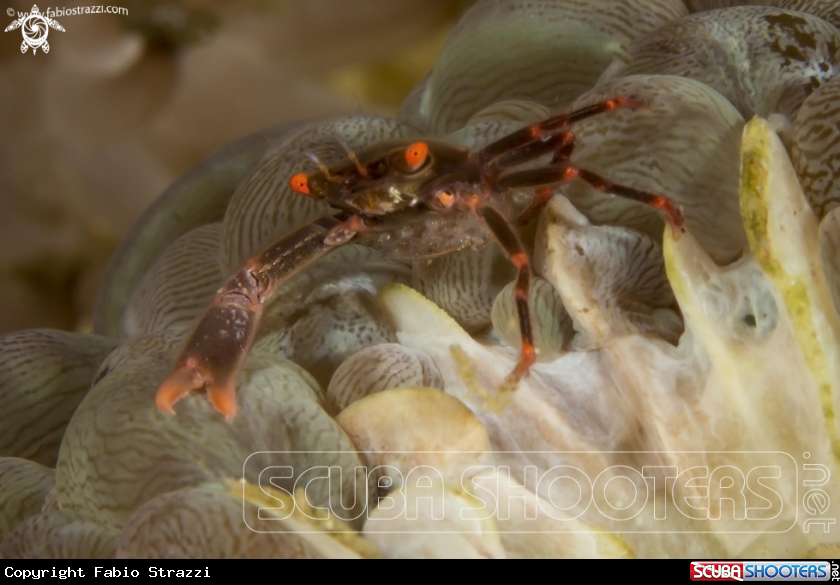 A underwater creature