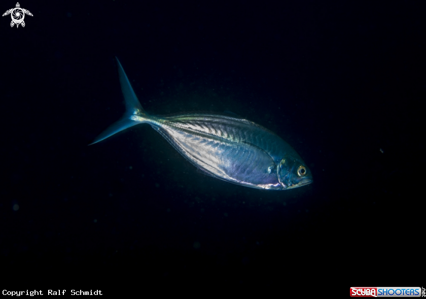 A Phuket diving