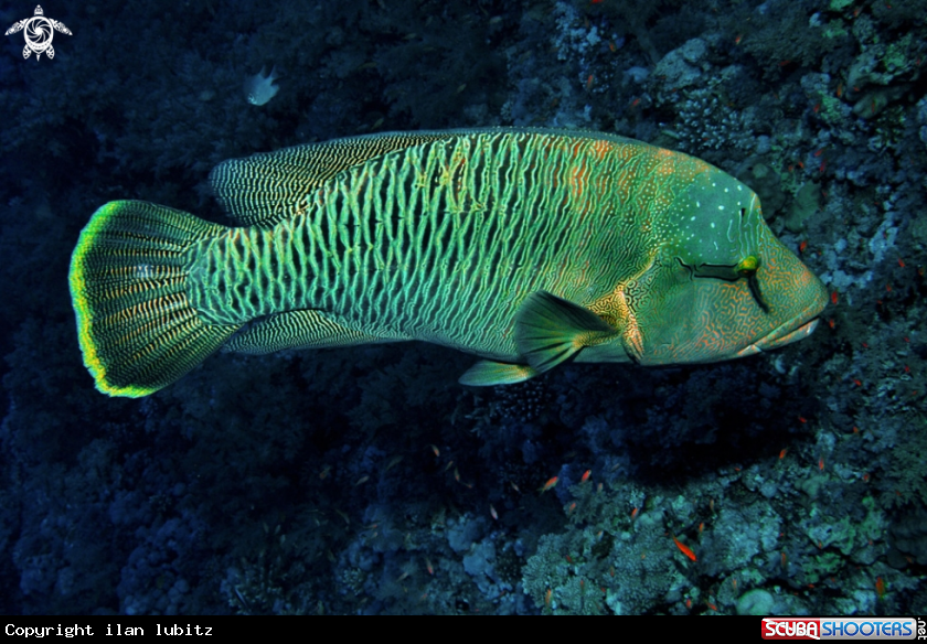 A napoleon fish