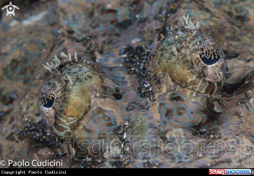 A Crocodilefish