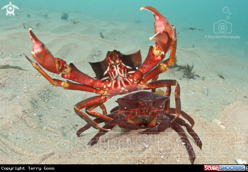 A northern kelp crab