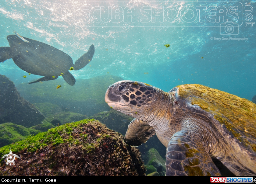 A green sea turtle