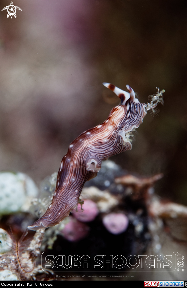 A Flatworm