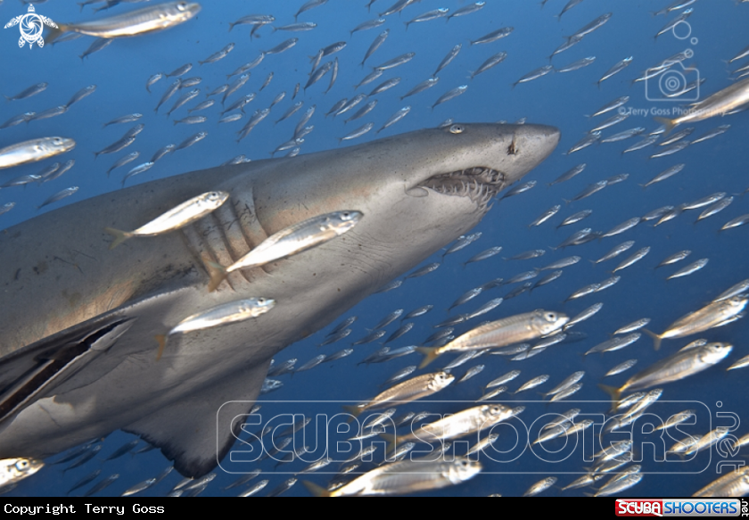 A sand tiger shark