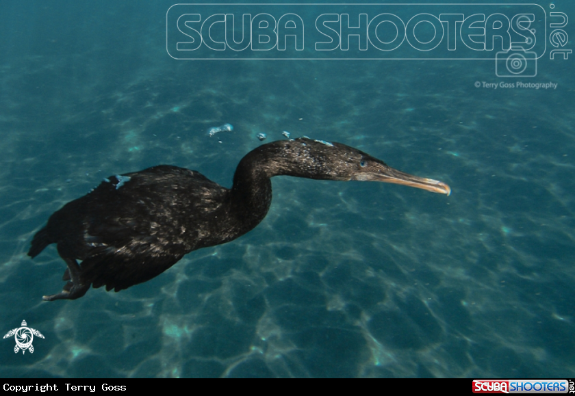 A flightless cormorant/Galapagos cormorant