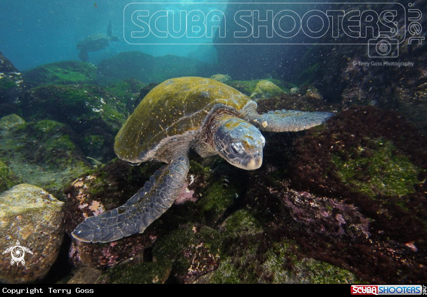 A green sea turtle