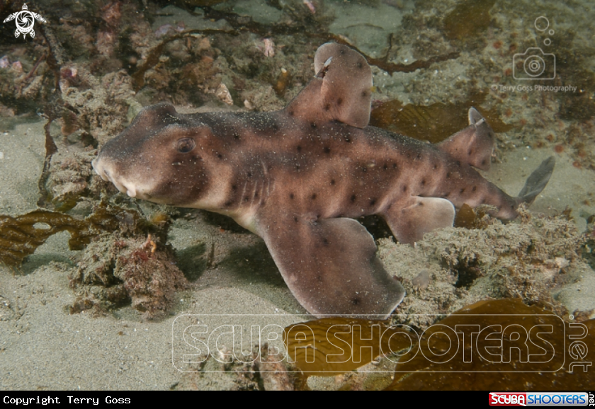 A horn shark