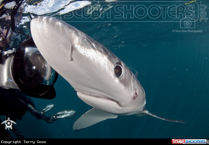 A blue shark