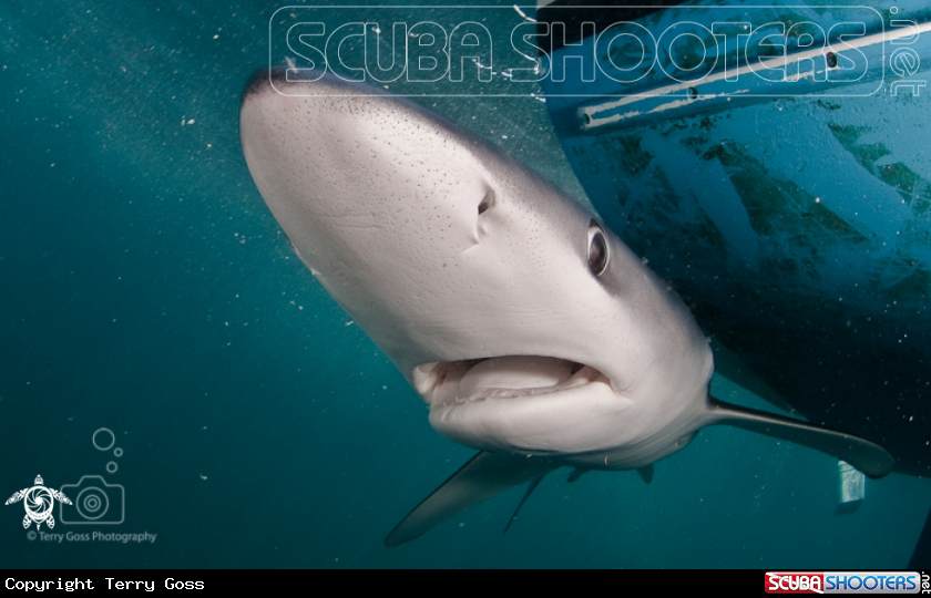 A blue shark