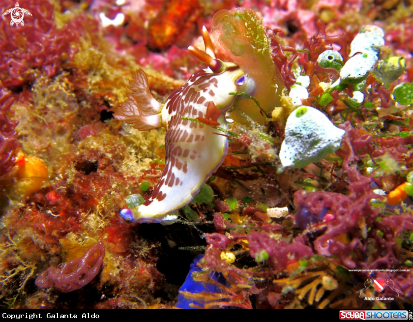 A Nudibranch