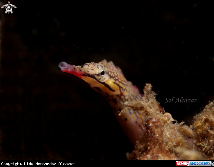 A pipefish