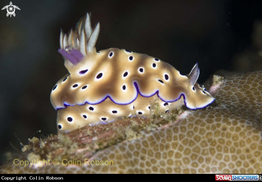 A nudibranch