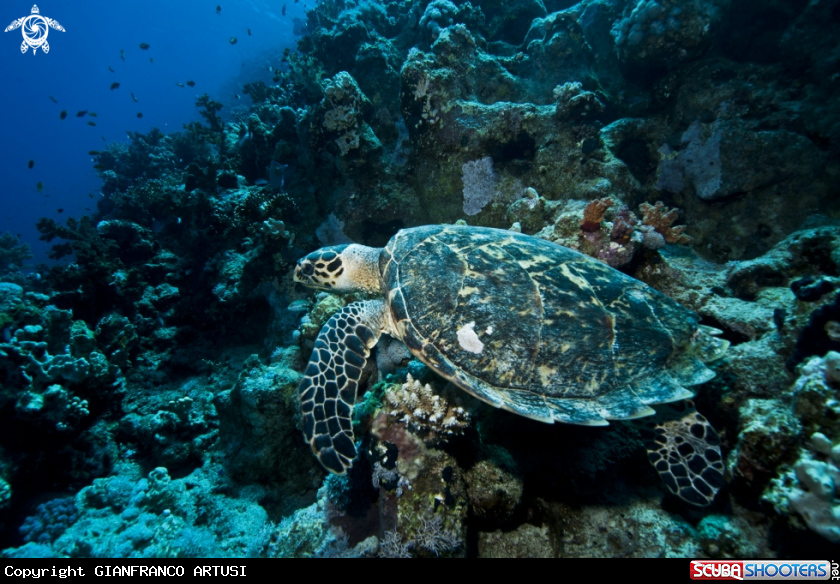 A underwater creature