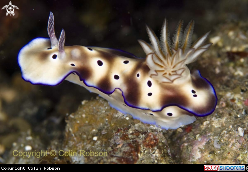 A nudibranch