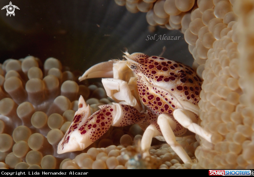 A porcelain crab