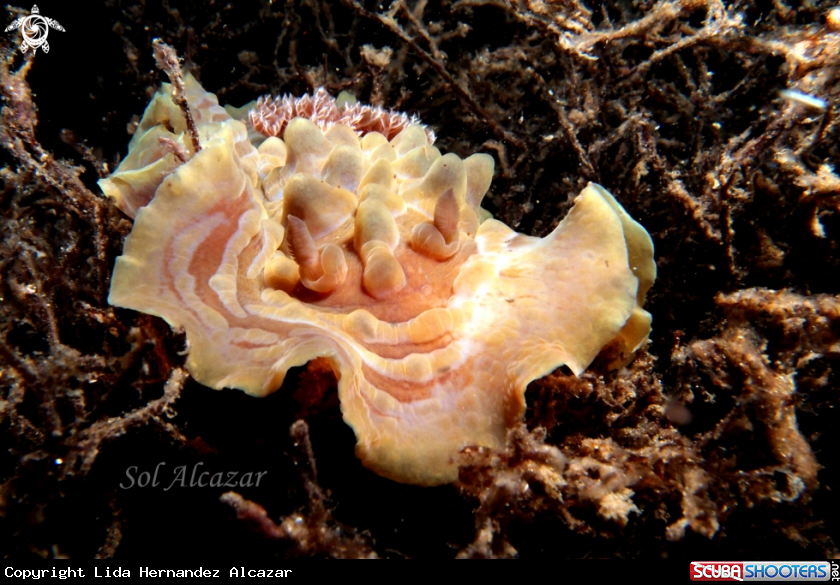 A nudibranch