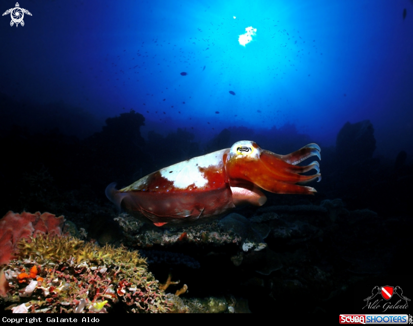 A Cuttlefish