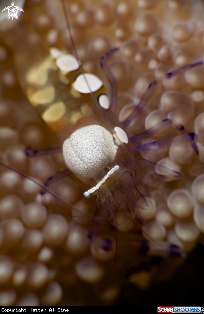 A underwater creature