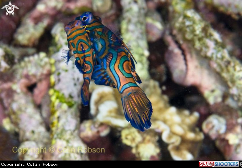 A mandarin fish