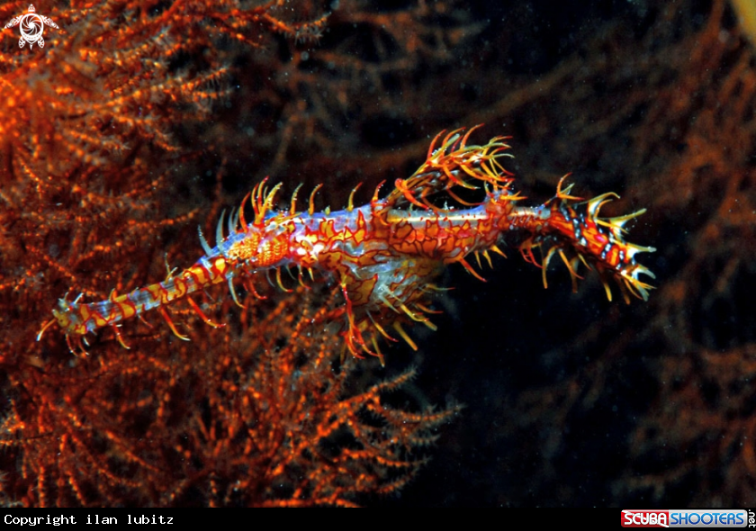 A ghost pipefish