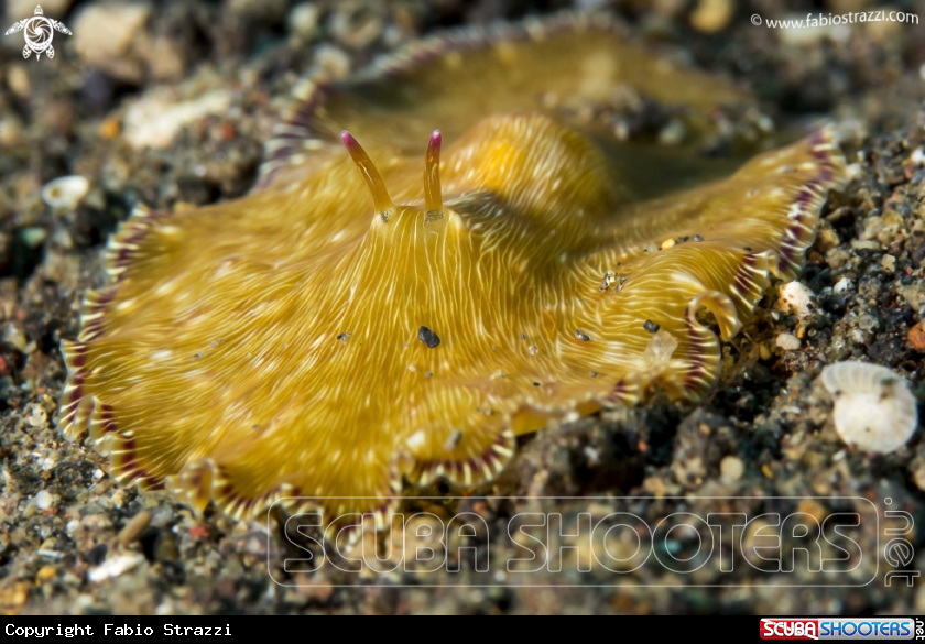 A Flatworm