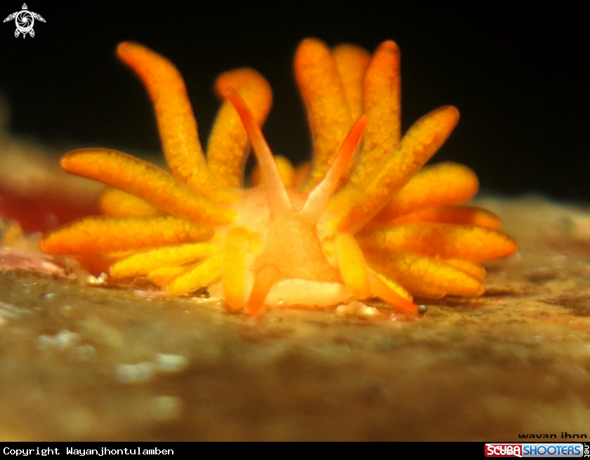 A Nudibranch