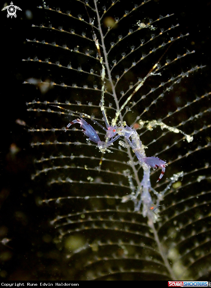 A Skeleton shrimp