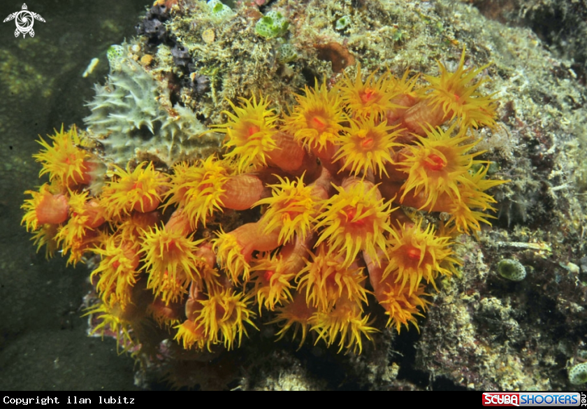 A soft corals