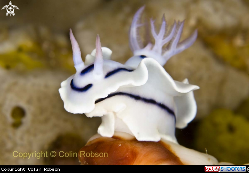 A nudibrach