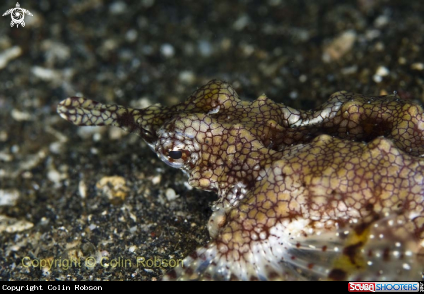 A underwater creature