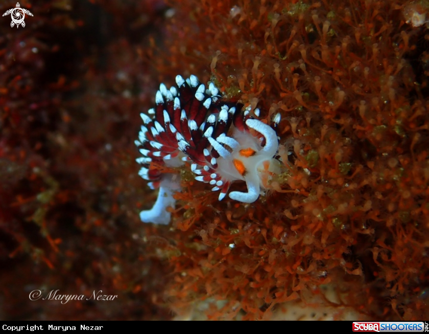 A cape town reef life