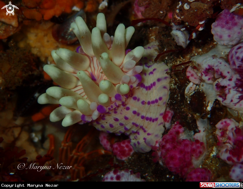 A cape town reef life