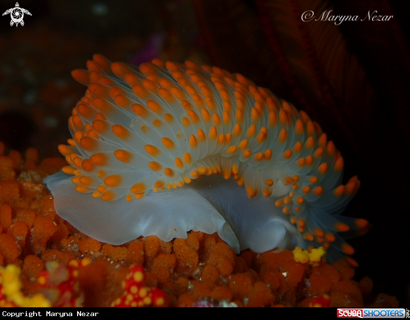 A cape town reef life