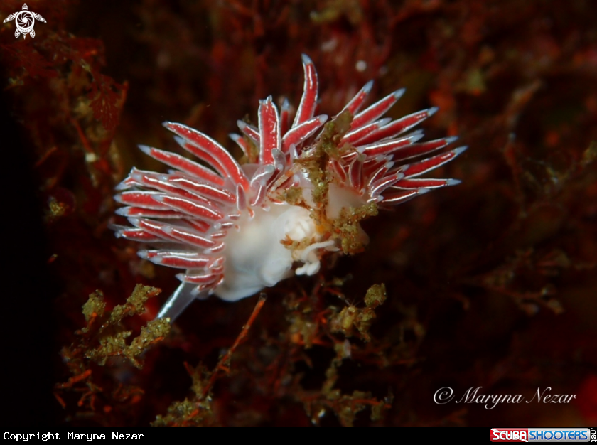 A cape town reef life