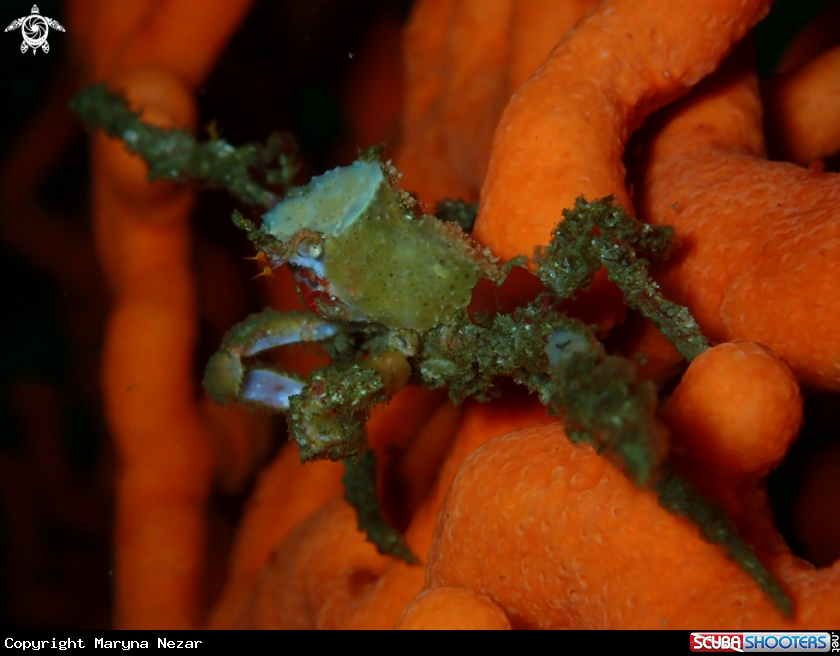 A cape town reef life