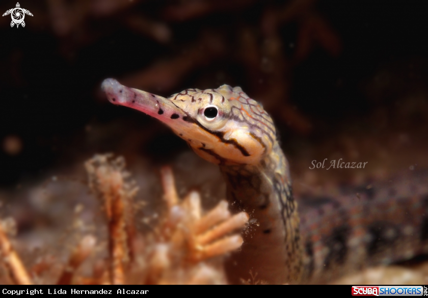 A pipefish