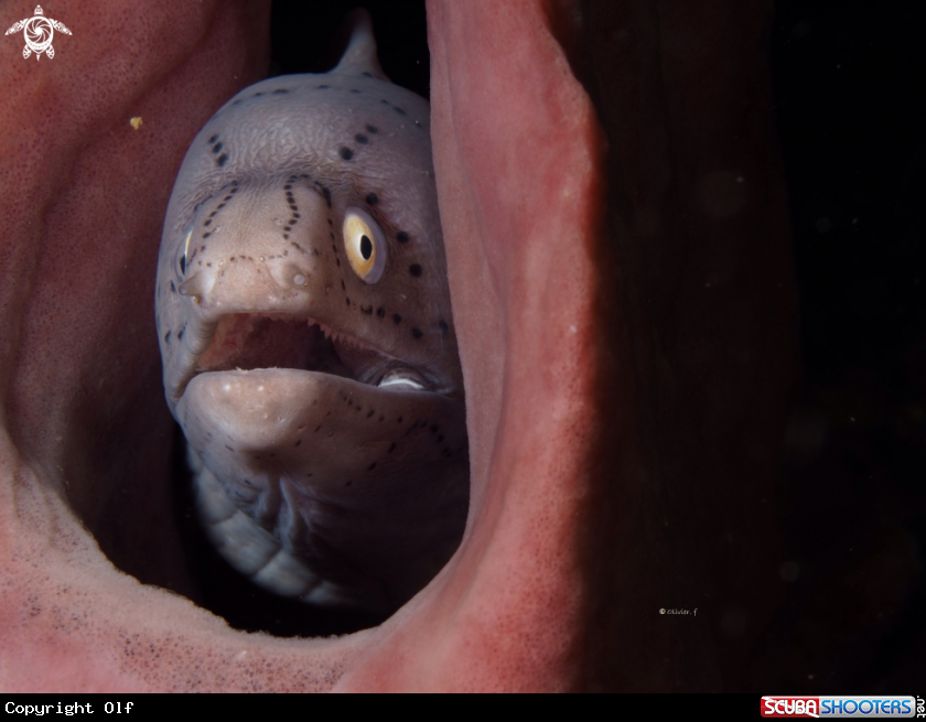 A Geometric moray