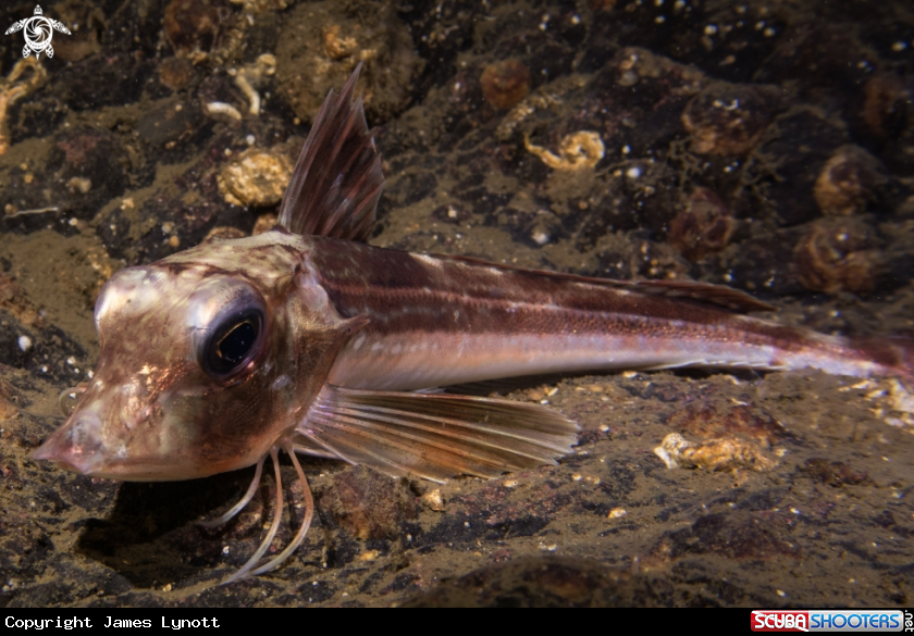 A Grey Gurnard