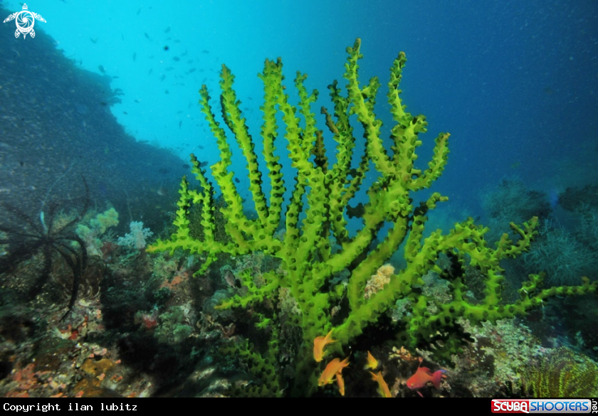 A stony coral