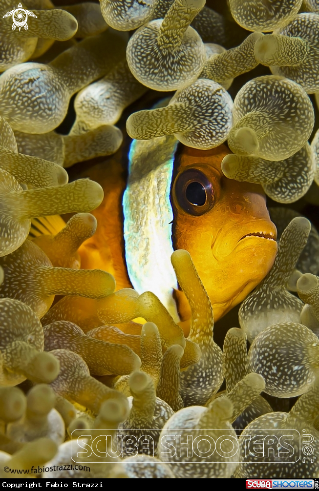 A Anemone fish 