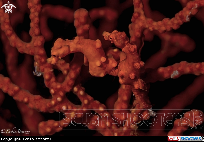 A Pigmy seahorse